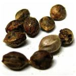 Семена марихуаны АК-47  (Seeds AK-47) в Шадринске